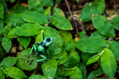 Green-and-black poison dart frog (Dendrobates auratus)