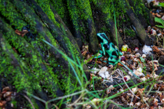 Green-and-black poison dart frog (Dendrobates auratus)