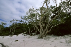 Lake McKenzie