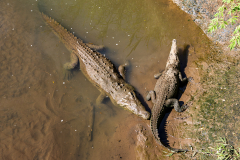 Crocodiles in the Rio Tarcoles