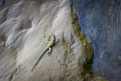 Iguana on a rock beside the Rio Tarcoles