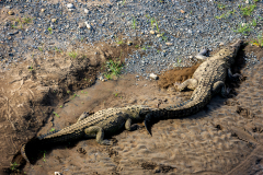 Crocodiles in the Rio Tarcoles