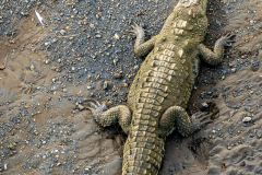 A crocodile basks in the sun in the Rio Tarcoles as seen from the "Crocodile Bridge on Route 34 from San Jose to the Pacific coast. crocodiles bask in the sun in the Rio Tarcoles as seen from the "Crocodile Bridge on Route 34 from San Jose to the Pacific coast.