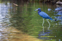 Little Blue Heron in the mangrove