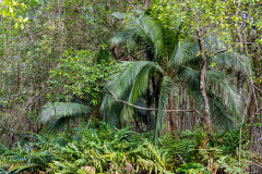 Mangrove forest plants