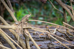Common Basilisk