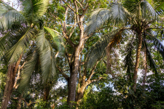 Mangrove forest plants