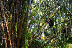 White-faced Capuchin