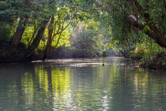 Mangrove on the central Pacific coast