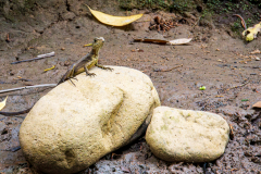 Common Basilisk