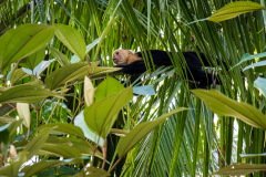 White-faced Capuchin