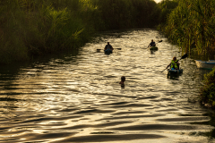 Kayaking in the mangrove