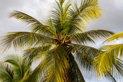 Pacific coast palm tree