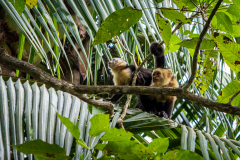 White-faced Capuchins