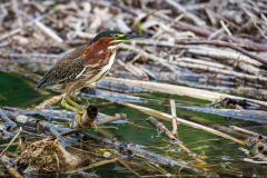 Green Heron