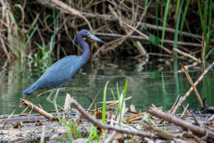 A little blue heron explores the mangrove surrounding Estero Damas, north of Quépos, Costa Rica