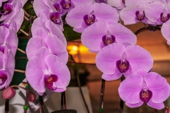 Orchid Pavilion, Royal Flora Ratchaphruek