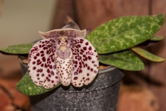 Orchid Pavilion, Royal Flora Ratchaphruek