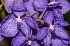 Orchid Pavilion, Royal Flora Ratchaphruek