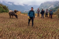 Feeding the buffalo