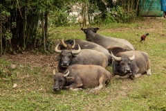 Water buffalo