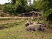 Water buffalo