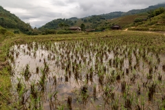 Flooded rice terrace