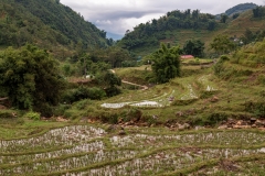 Rice terraces, Muong Hoa Valley