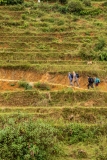 Trekking in the Muong Hoa Valley