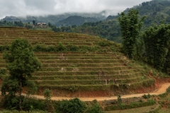 Rice terraces, Muong Hoa Valley