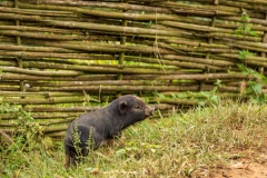Pig, Muong Hoa Valley