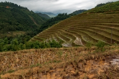 Rice terraces, Muong Hoa Valley