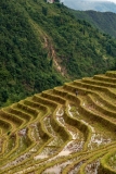 Rice terraces, Muong Hoa Valley