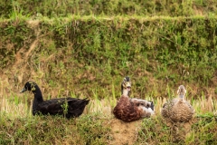 Ducks, Muong Hoa Valley