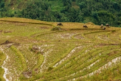Buffalo in the rice terraces, Muong Hoa Valley