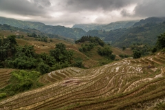 Rice terraces, Muong Hoa Valley