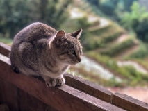 Cat, Muong Hoa Valley
