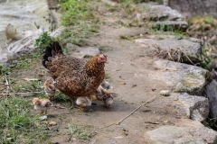 Chicken and young, Giang Ta Chai