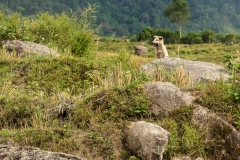 Keeping guard
