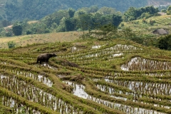 Water buffalo