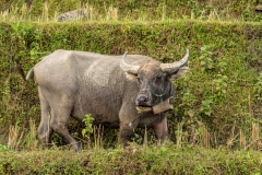 Water buffalo