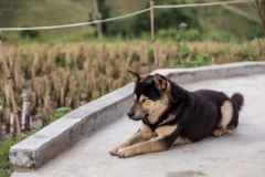 Homestay dog, Giang Ta Chai