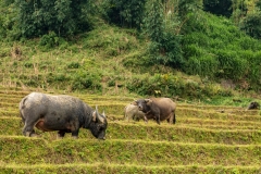 Water buffalo