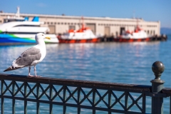 Pier 7 seagull