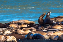 Pier 39 Sealions