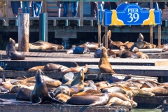 Pier 39 Sealions