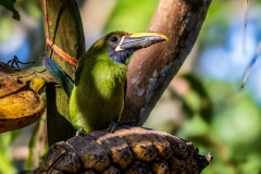 Northern emerald toucanet (Aulacorhynchus prasinus)
