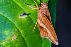 Skipper butterfly