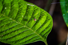Harvestman, Sarapiqui