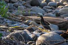 Bare-throated tiger heron (Tigrisoma mexicanum)